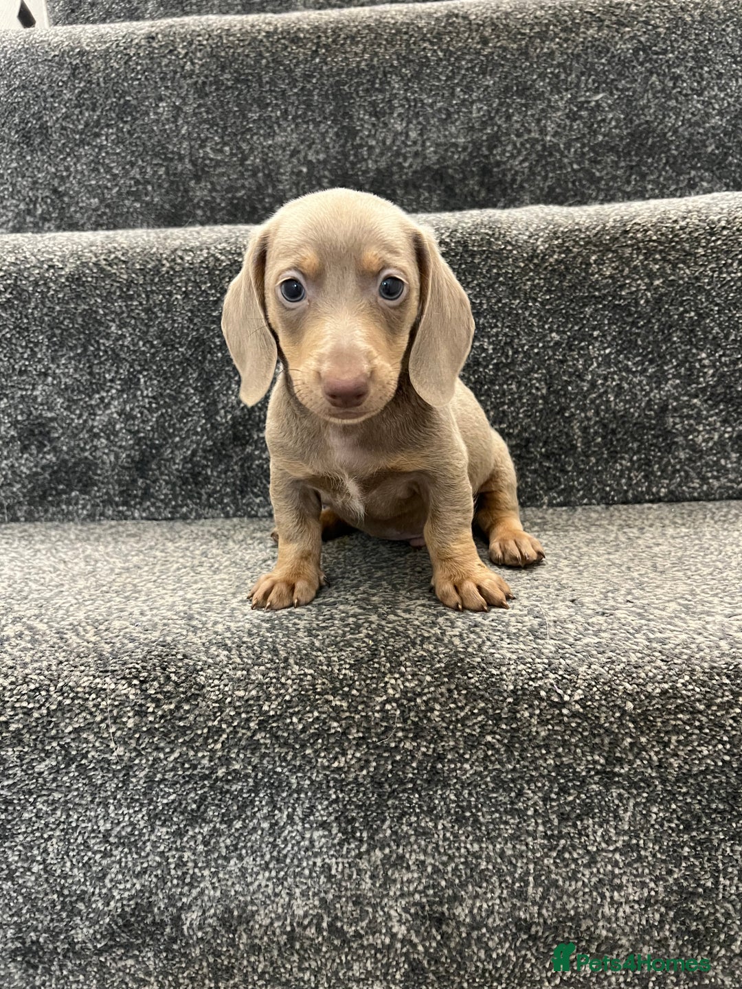 Miniature Dachshund dogs for sale: Miniature dachshund pups - Image 12