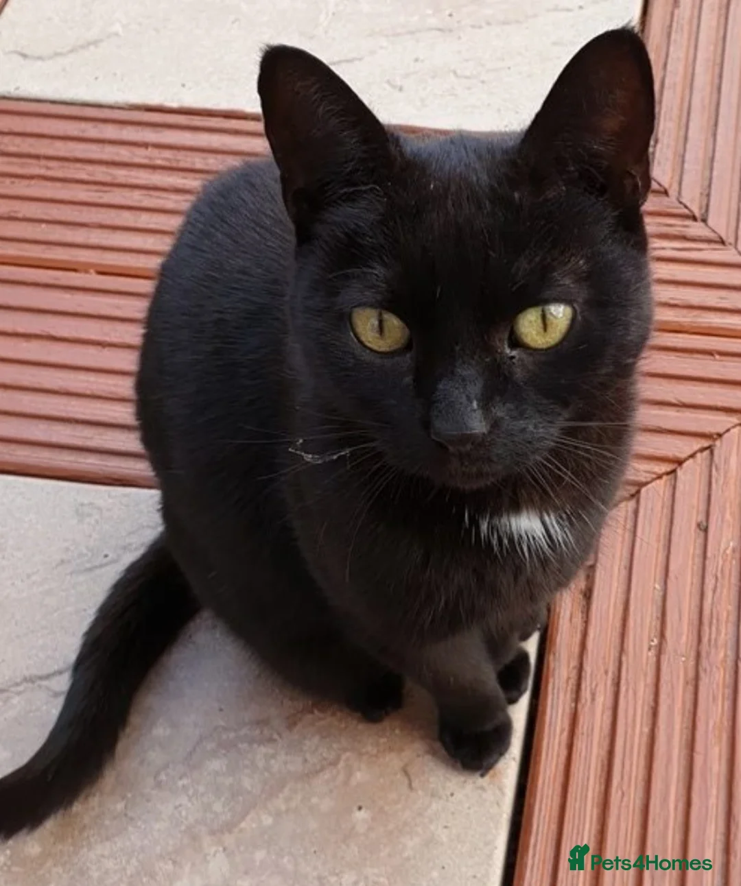 Mixed Breed cats for sale: Cairo♡ in London - Advert 3