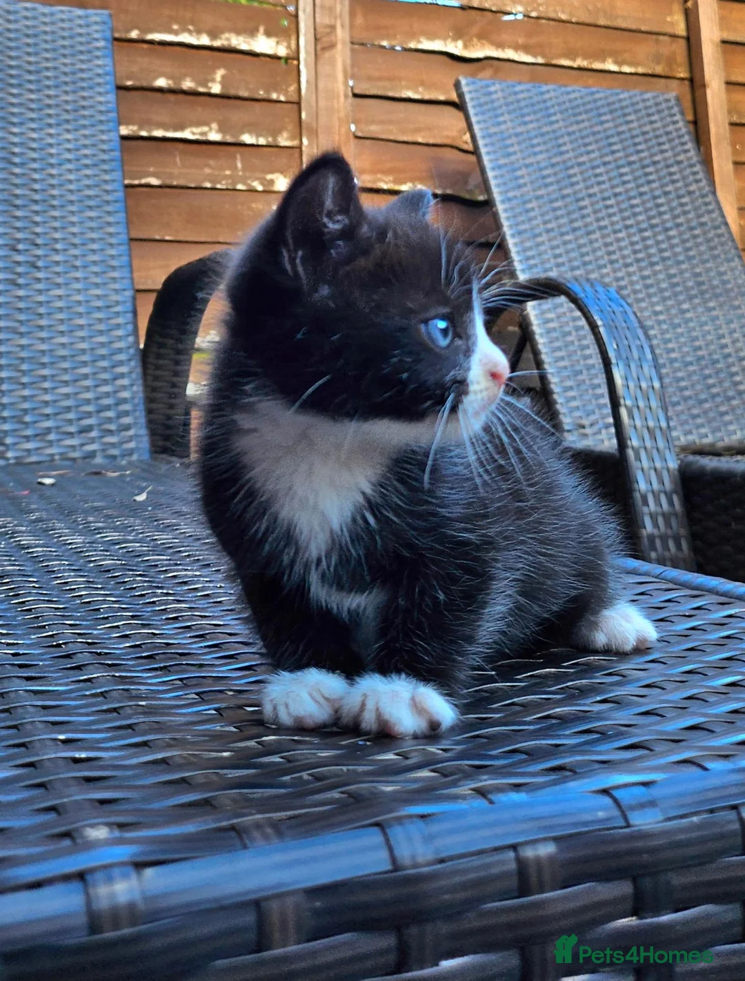 Ragdoll cats for sale: 3 kittens for living homes in Southampton - Advert 5