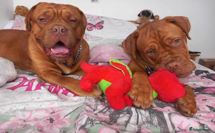 Dogue De Bordeaux dogs - Advert 1