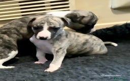 Whippet dogs for sale: Beautiful KC Whippet pups 5 boys - Image 4