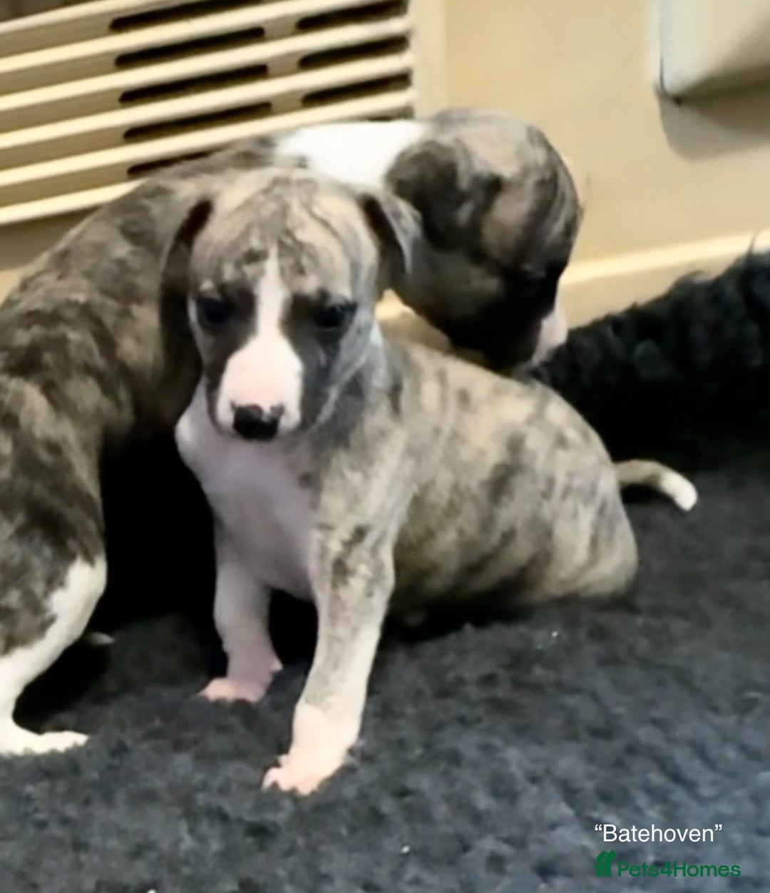 Whippet dogs for sale: Beautiful KC Whippet pups 5 boys - Image 4