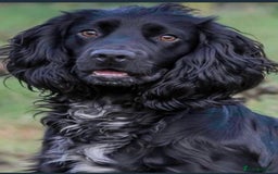 Cockapoo dogs for sale: Cockapoos  - Advert 7