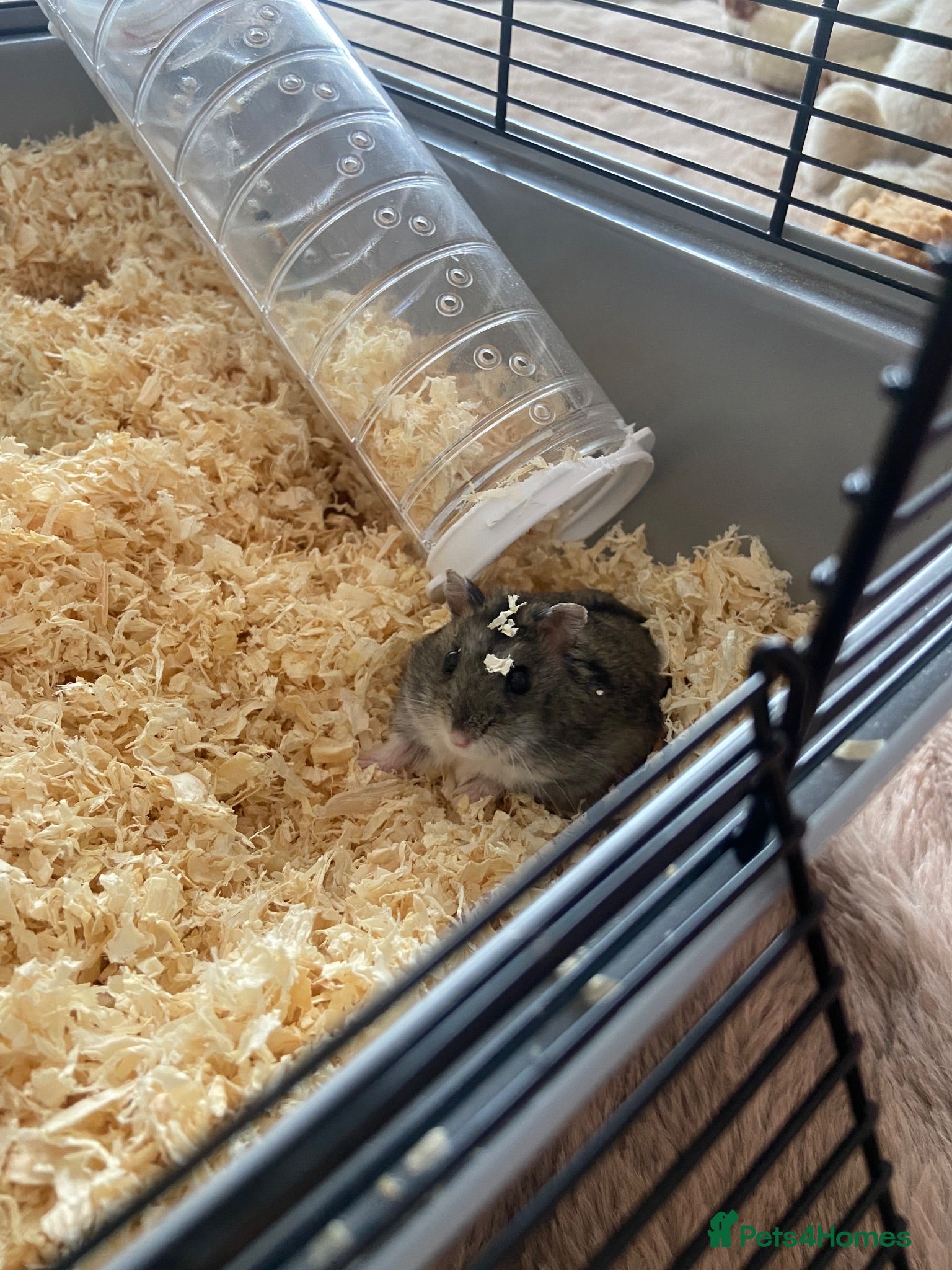 Hamster rodents Russian dwarf hamster! - Advert 2