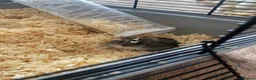 Hamster rodents for sale: Russian dwarf hamster! - Advert 1