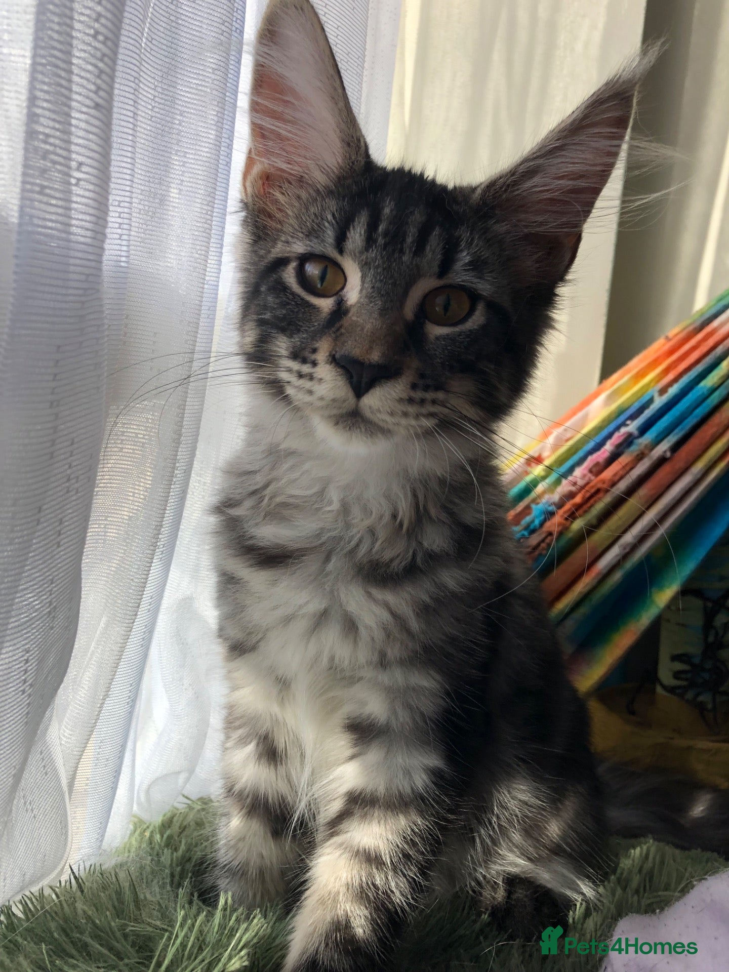 Maine Coon cats TICA reg Female 5-month kitten - Advert 10