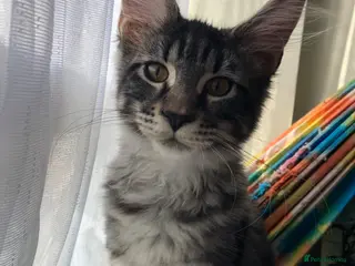 Maine Coon cats TICA reg Female 5-month kitten - Advert 10