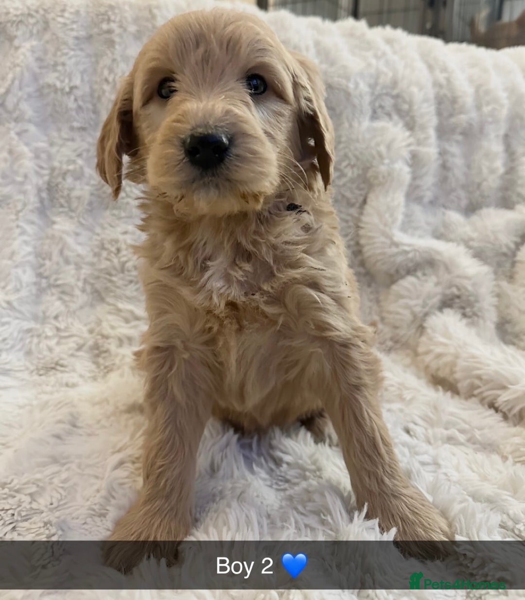 Goldendoodle dogs for sale: Beautiful golden doodles  - Advert 17