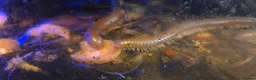 Millipedes invertebrates for sale: Burmese Beauty millipedes  - Advert 5