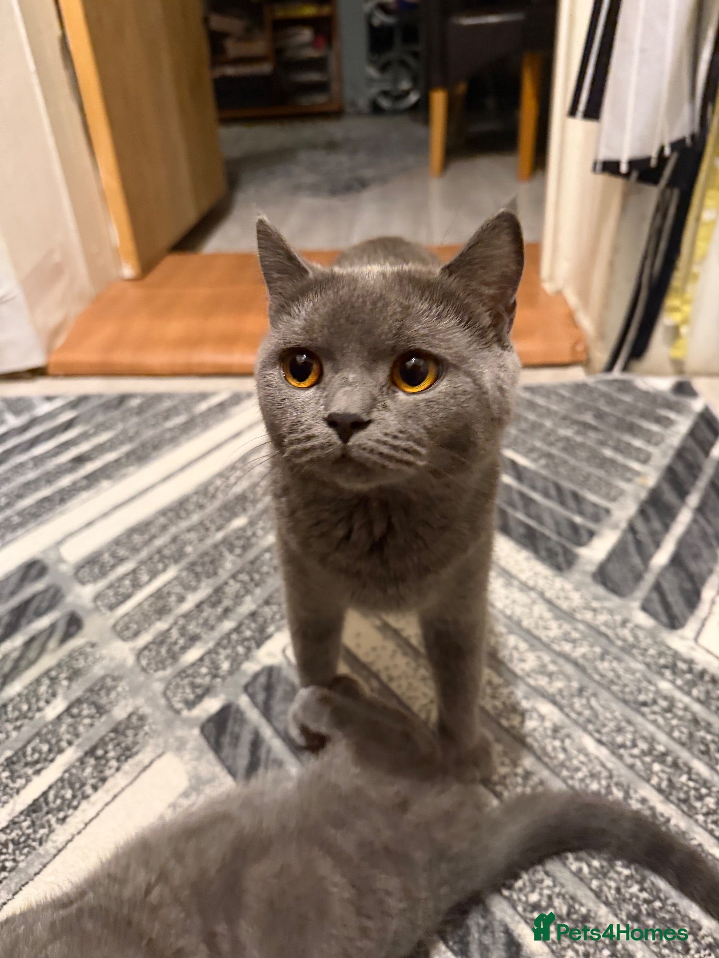 British Shorthair cats British short hair  - Advert 1