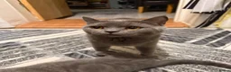 British Shorthair cats for sale: British short hair  - Advert 1