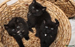 Mixed Breed cats for sale: BRITISH SHORT HAIR MIX  - Image 7