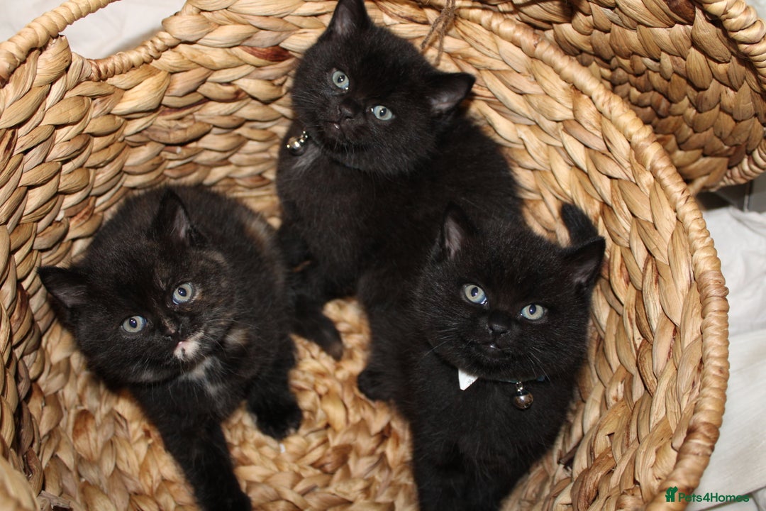 Mixed Breed cats for sale: BRITISH SHORT HAIR MIX  - Image 7