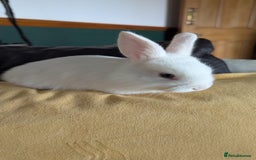 Mixed Breed rabbits for sale: Three white baby rabbits for sale - Image 1