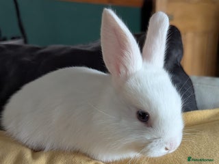 Mixed Breed rabbits - Advert 13