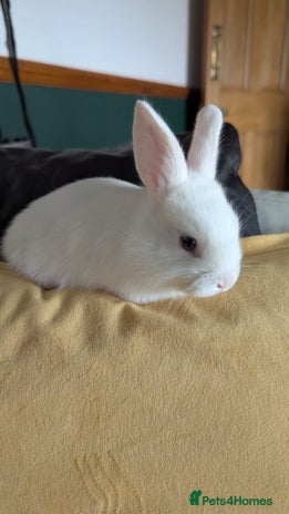 Mixed Breed rabbits - Advert 2