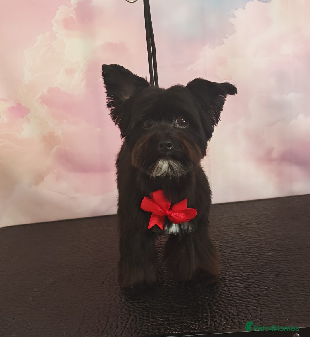 Yorkshire Terrier dogs for stud: Black Yorkshire Terrier Stud - Image 1