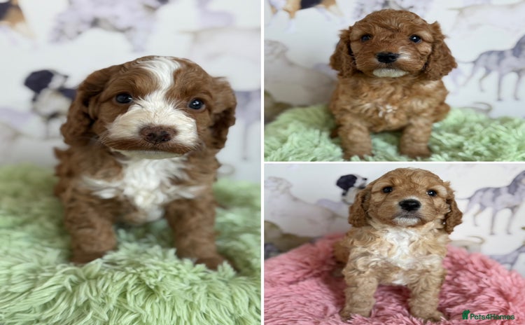 Cockapoo dogs - Advert 4