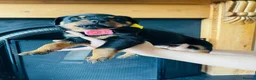 Rottweiler dogs for sale: GERMANY ROTTWEILER  in Southampton - Advert 3
