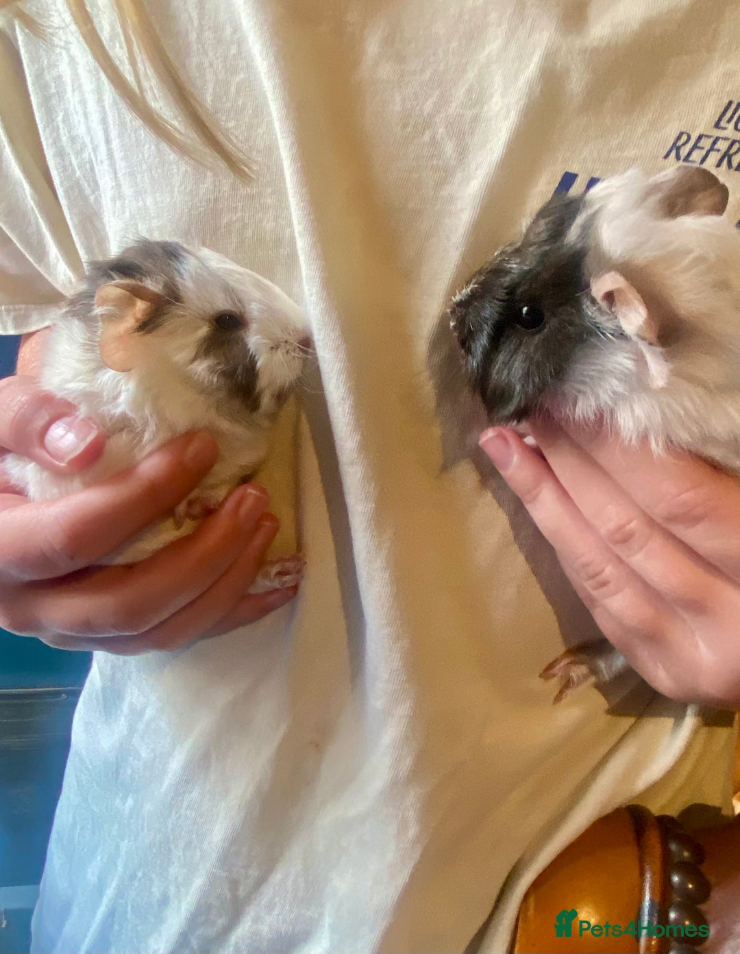 Guinea Pig rodents for sale: Baby guineas boys and girls available  - Image 7