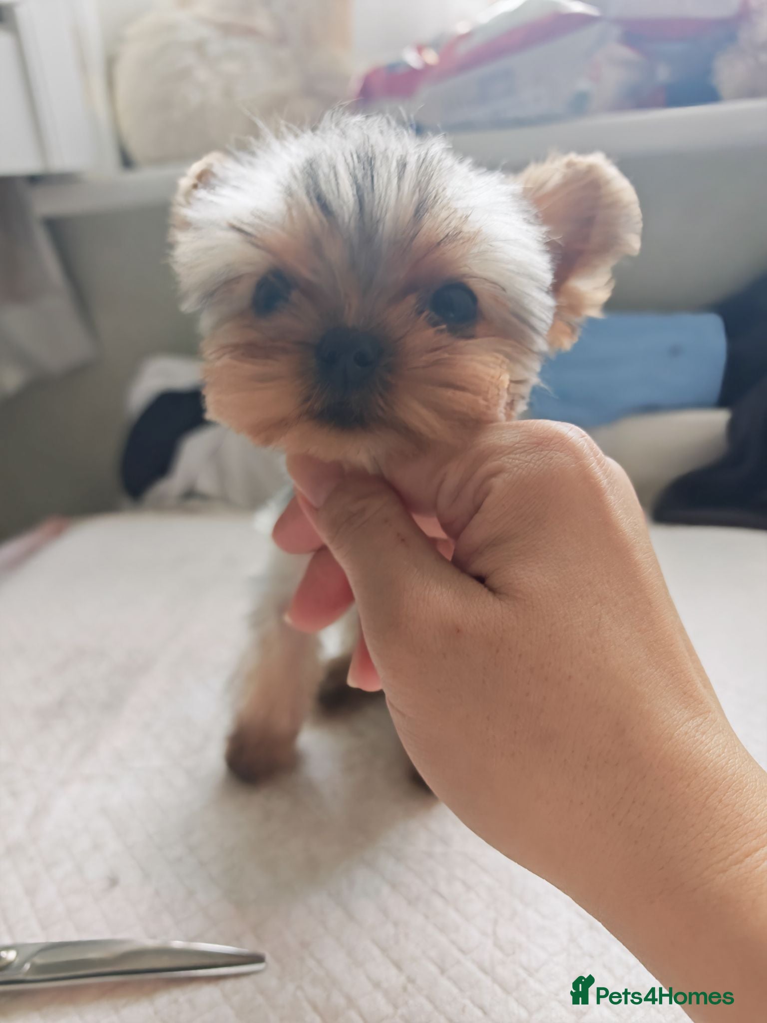 Yorkshire Terrier dogs The last boy waiting for you - Advert 21