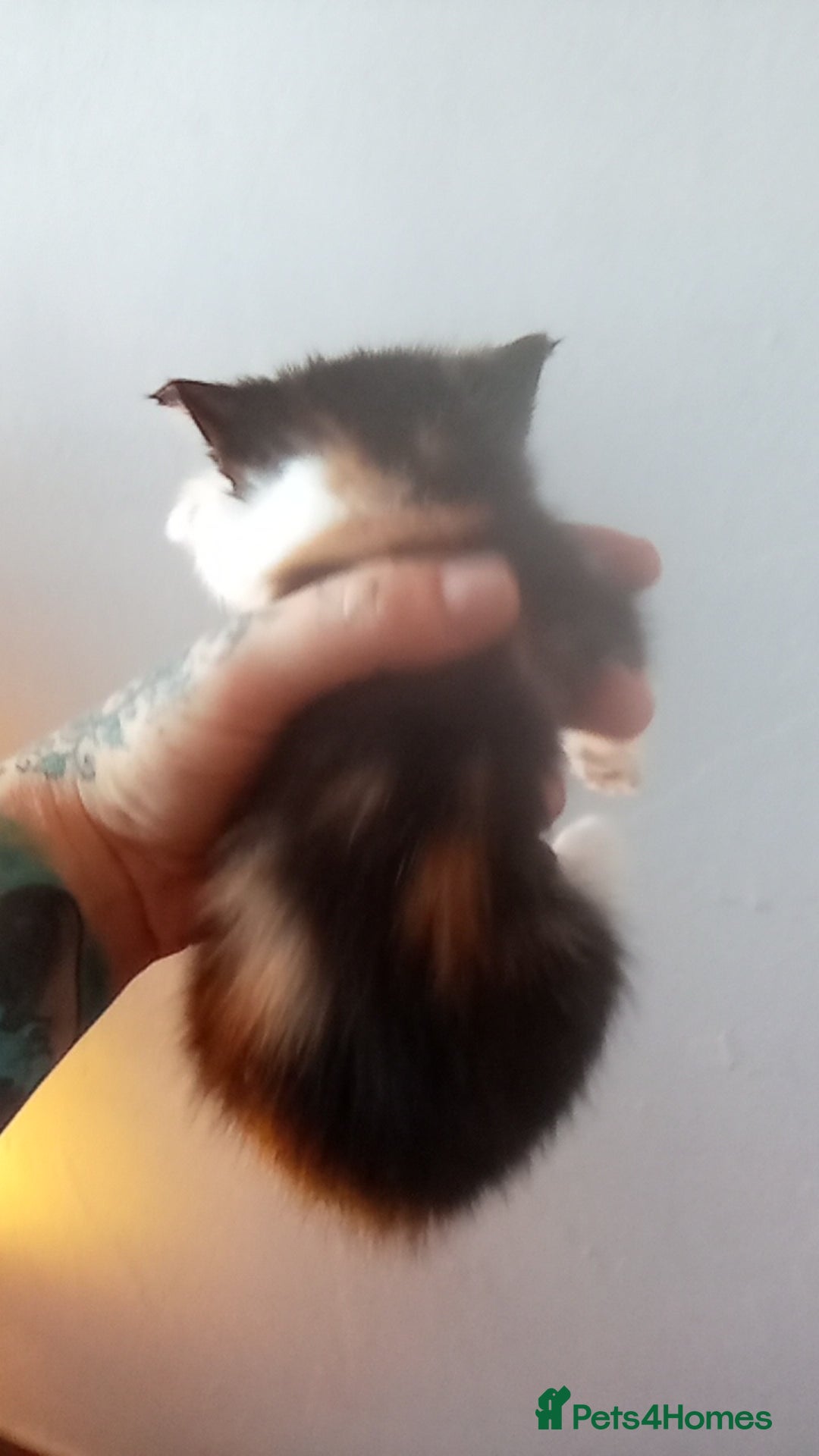 Mixed Breed cats for sale: 4 stunning babies READY NOW Calico and black&white - Image 7