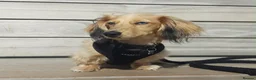 Miniature Dachshund dogs for stud: Dyson for stud  - Advert 5