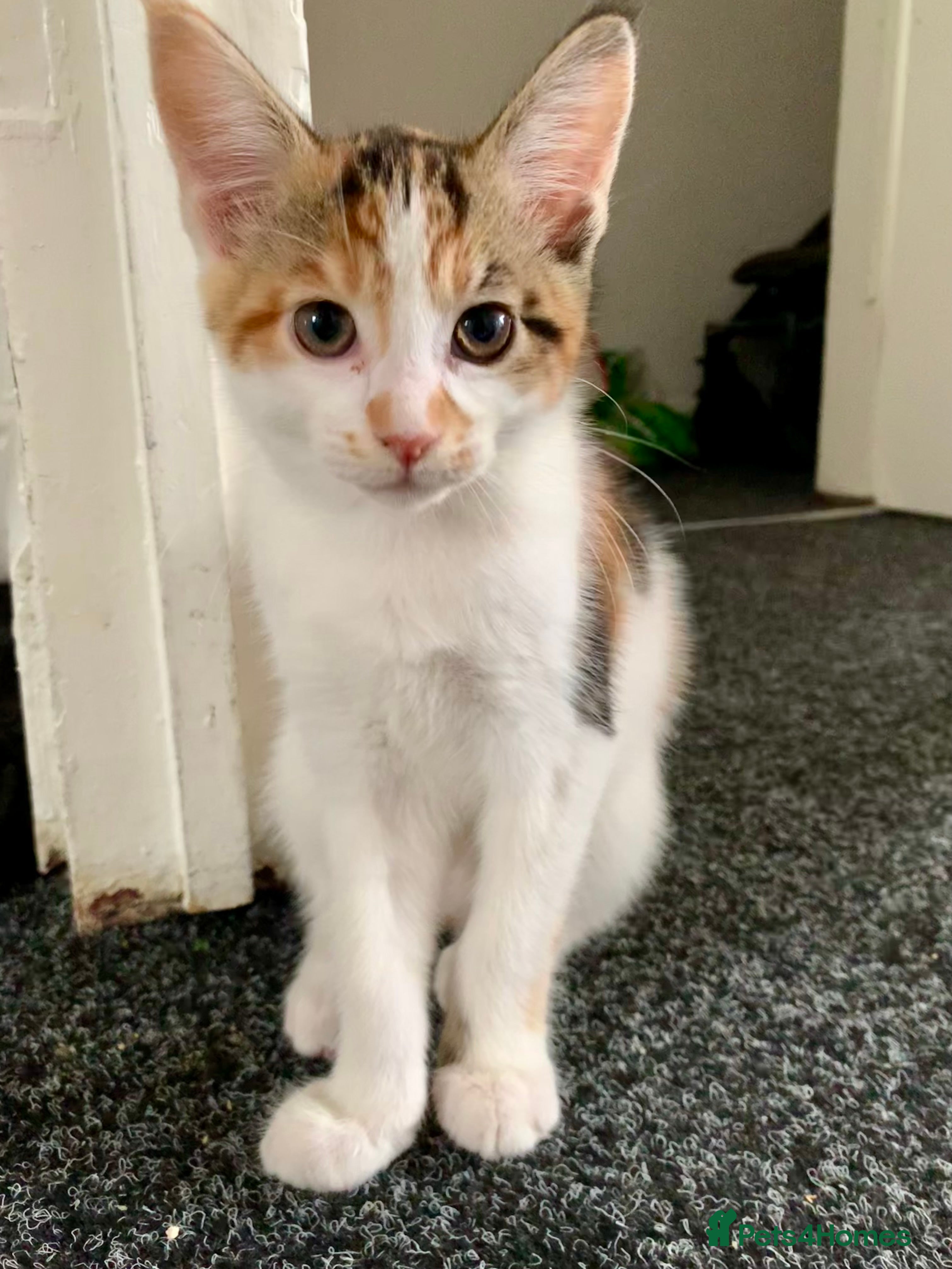 Mixed Breed cats READY TO GO little half Maine Coon kittens  - Advert 3