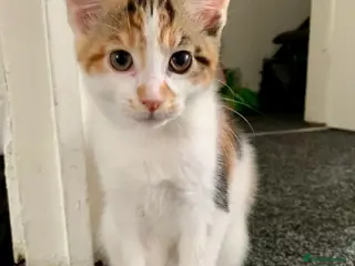 Mixed Breed cats READY TO GO little half Maine Coon kittens - Advert 5