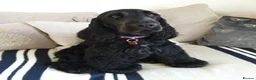 Cocker Spaniel dogs for sale: KC RegShow Type Cocker Spaniel Pups Health Tested - Advert 12
