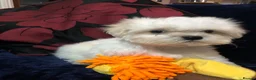 Mixed Breed dogs for sale: shihtzu / bichon x maltese  - Advert 32
