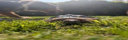 Tortoise reptiles for sale: tortoises - Advert 8