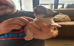 Fox Terrier dogs for sale: KC registered Fox Terrier Pups - Image 4