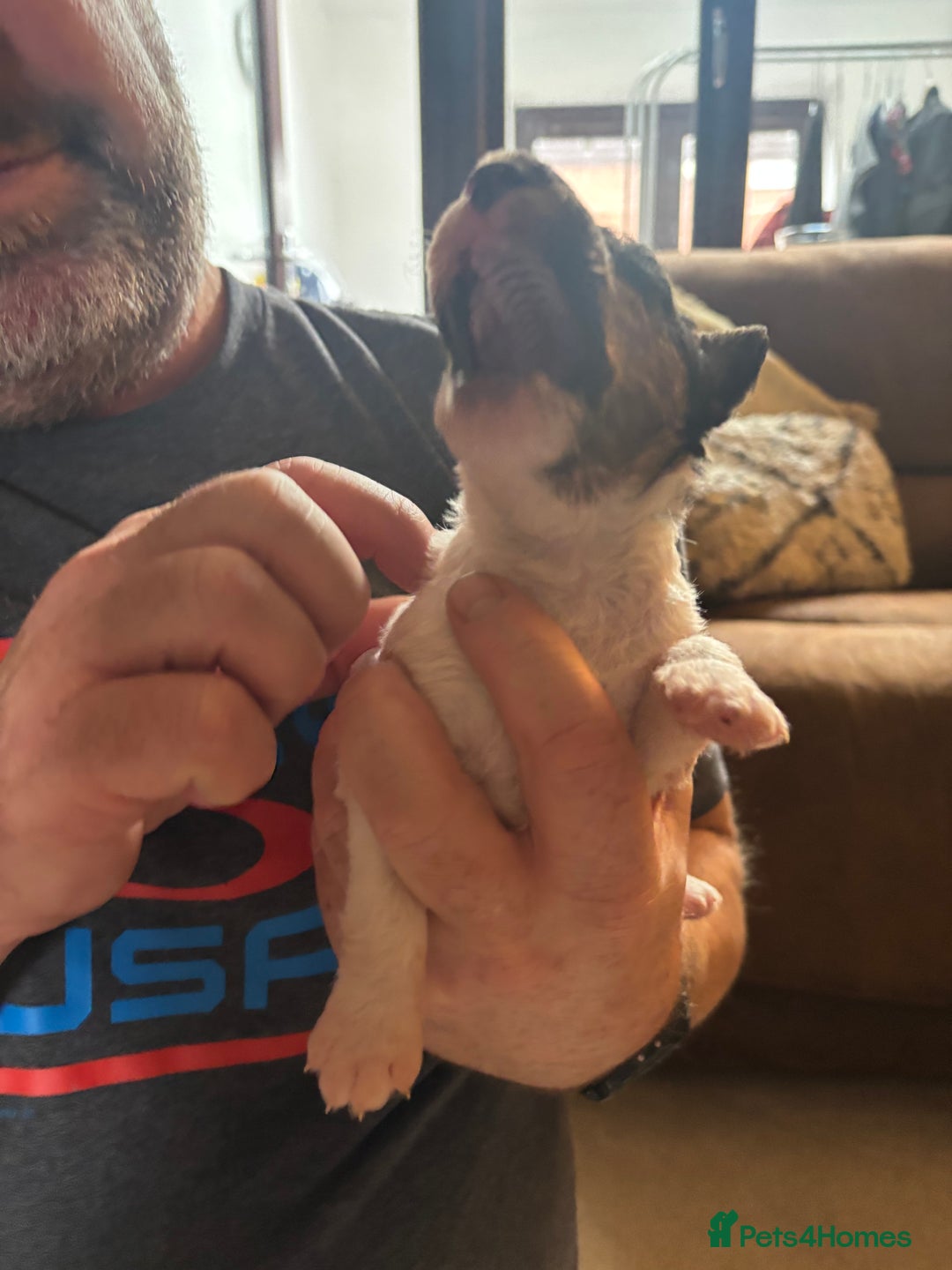 Fox Terrier dogs for sale: KC registered Fox Terrier Pups - Image 4