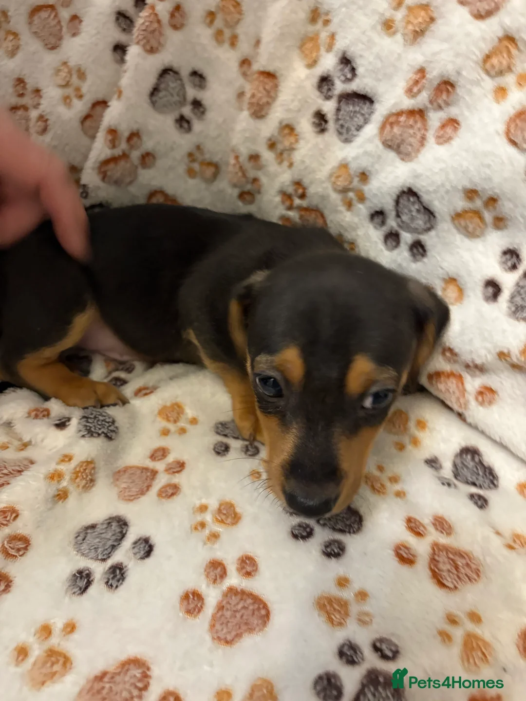 Mixed Breed dogs for sale: Daxi jacks ready now - Advert 4