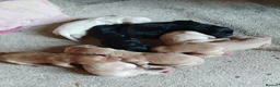 Labrador Retriever dogs for sale: 8 gorgeous Labrador puppies - Advert 2