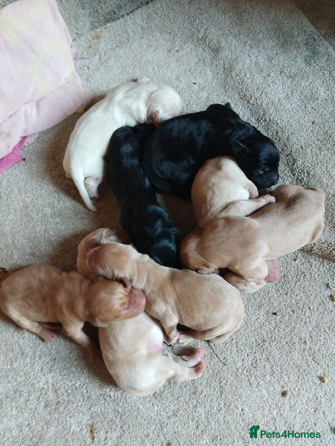 Labrador Retriever dogs for sale: 8 gorgeous Labrador puppies - Advert 2