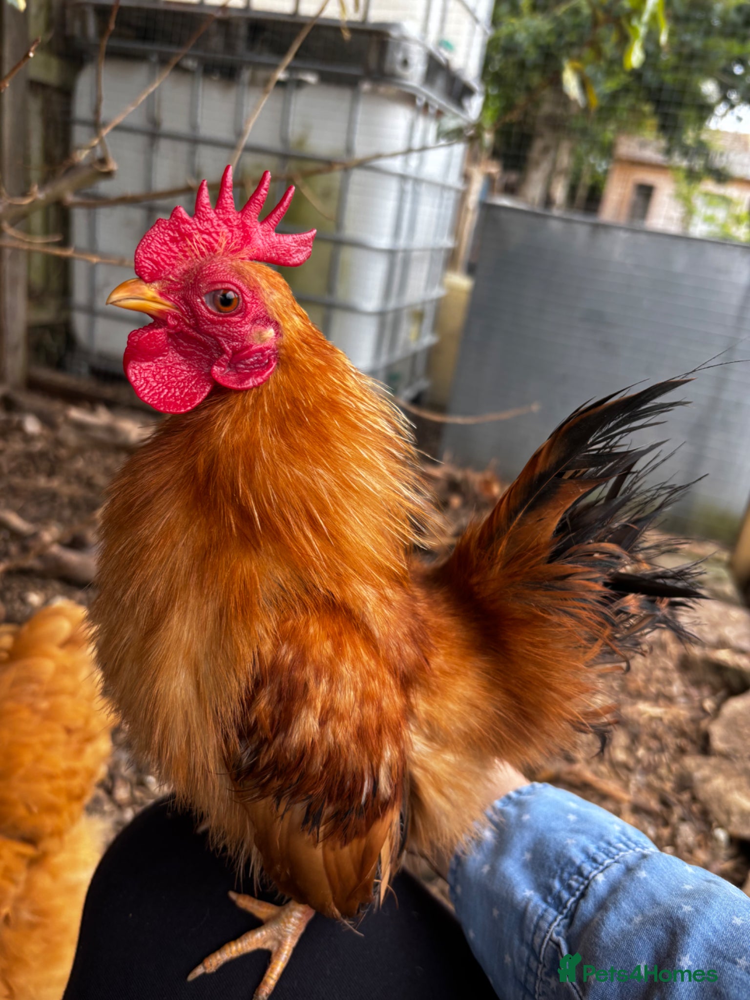 Chickens poultry Serama Silkie Cockerels - Advert 3