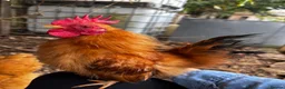 Chickens poultry for sale: Serama Silkie Cockerels - Advert 1