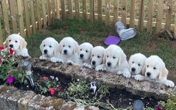 Golden Retriever dogs for sale: Beautiful Golden Retriever Puppies - Image 1