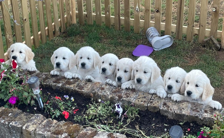 Golden Retriever dogs - Advert 1