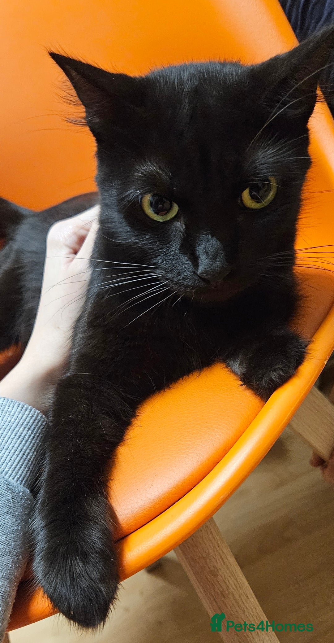 Mixed Breed cats for sale: Beautiful Kittens Looking for a Loving Home!! - Advert 6