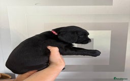 Cockerdor dogs for sale: Cockador puppies  - Image 12