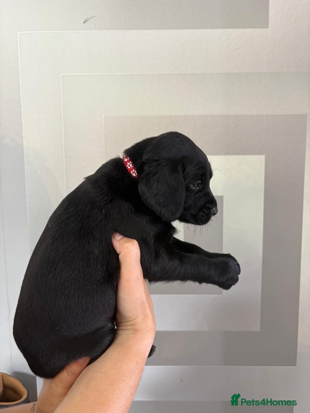 Cockerdor dogs for sale: Cockador puppies  - Image 12