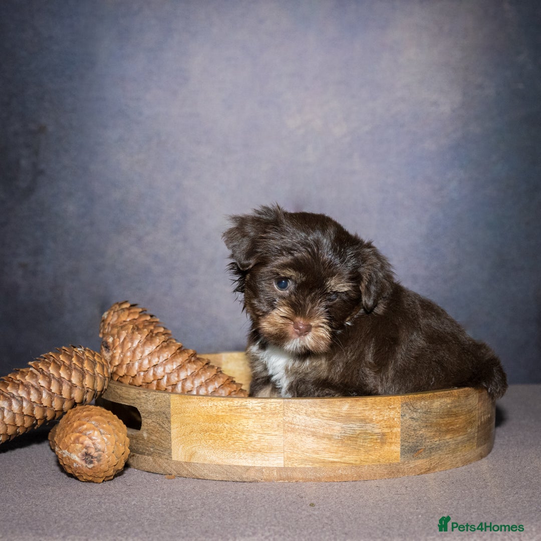 Yorkshire Terrier dogs for sale: Colorful Yorkshire Terrier puppies for sale - Image 7