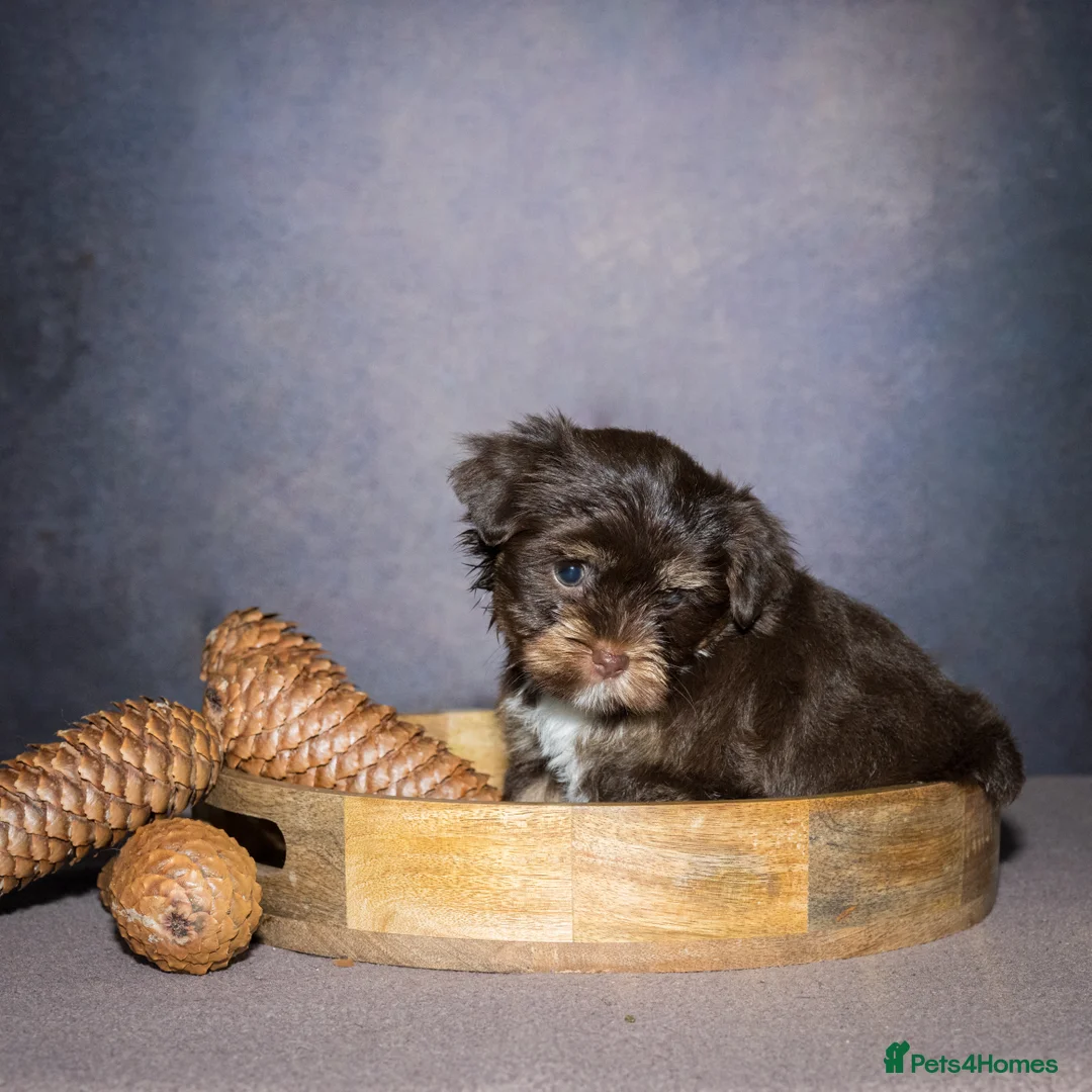 Yorkshire Terrier dogs for sale: Colorful Yorkshire Terrier puppies for sale - Advert 22