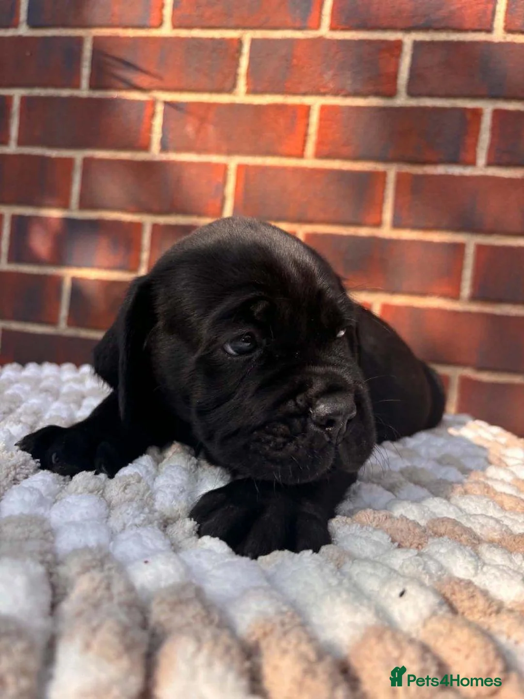 Cane Corso dogs for sale: Stunning Cane Corso Puppies – 2 Boys & 2 Girls. in Loughton - Advert 2