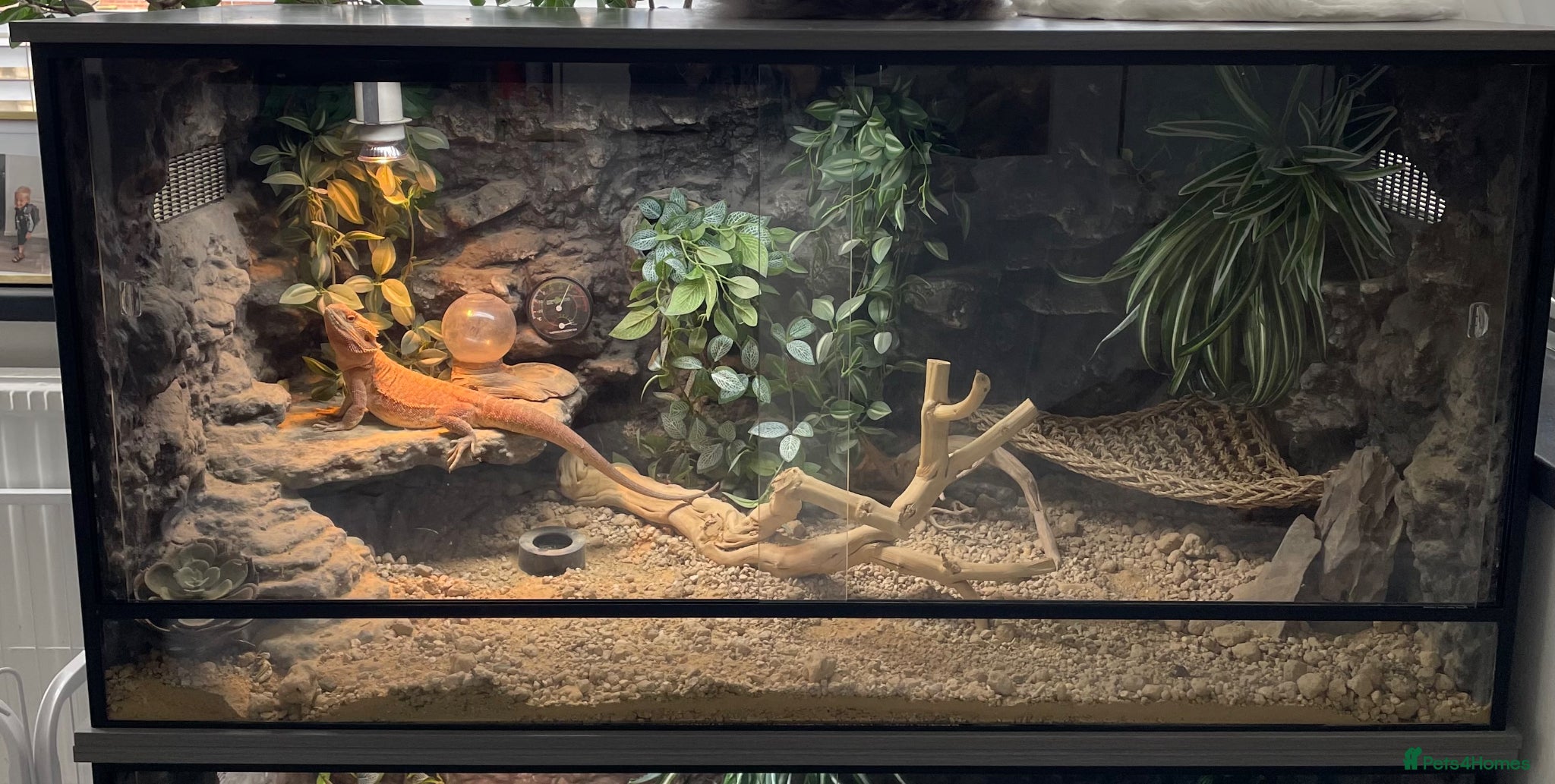 Bearded Dragon reptiles bearded dragon with all accessories  - Advert 3