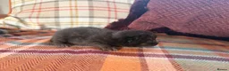 Mixed Breed cats for sale: Beautiful British Shorthaired Cross Kittens - Advert 22