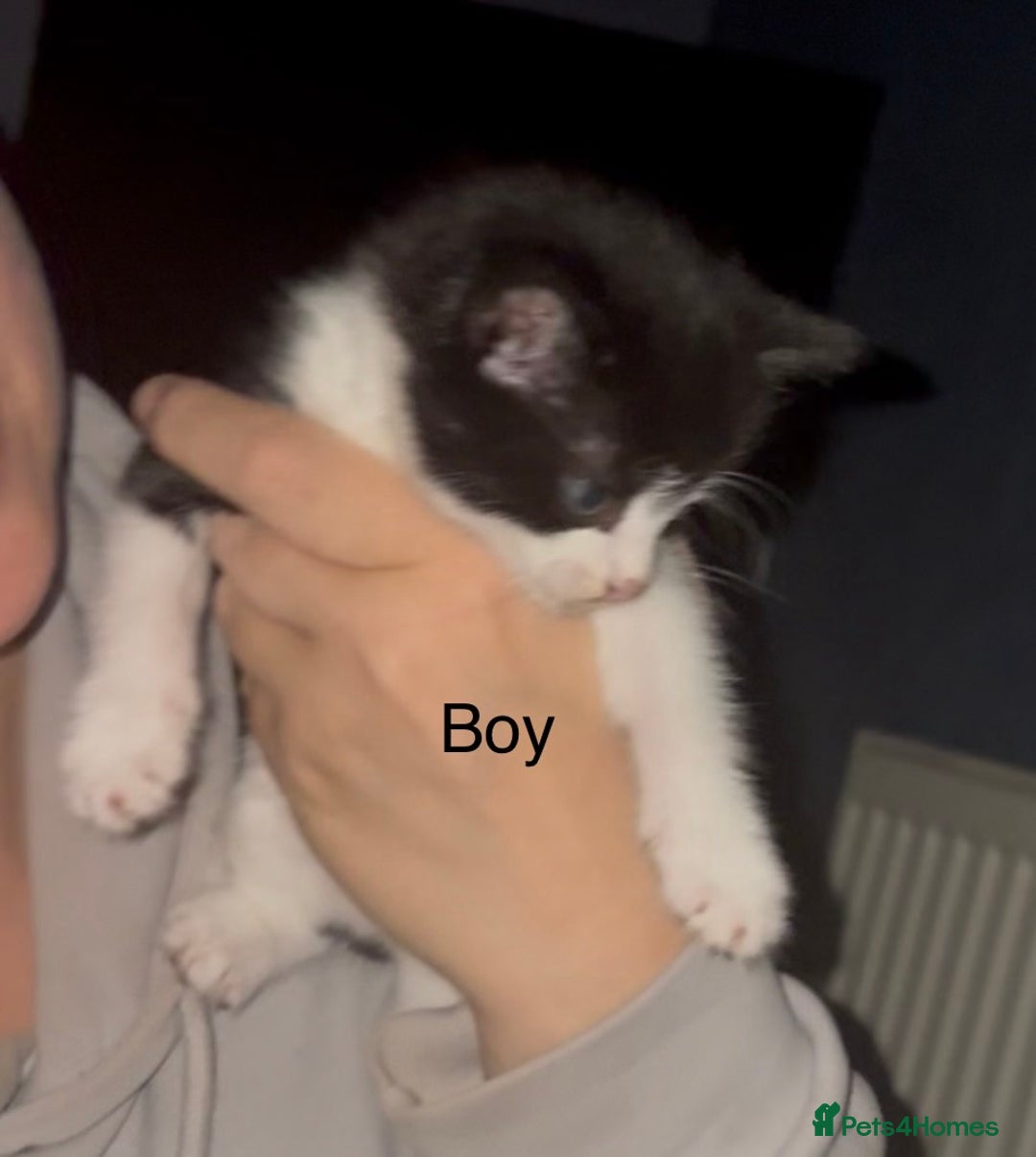 Mixed Breed cats for sale: Beautiful Kittens For Sale  - Advert 6